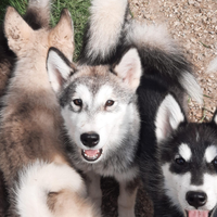 Alaskan Malamute cuccioloni
