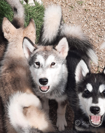 Alaskan Malamute cuccioloni