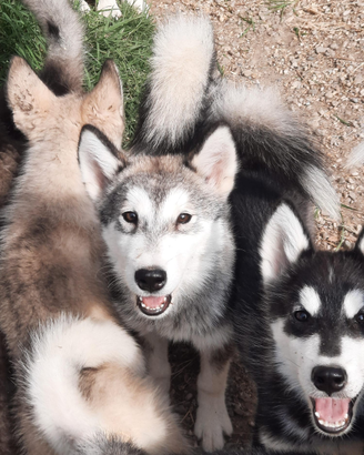 Alaskan Malamute cuccioloni