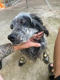 Natalina setter inglese