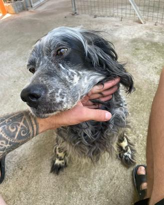 Natalina setter inglese