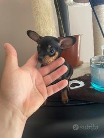 Pincer , pinscher toy