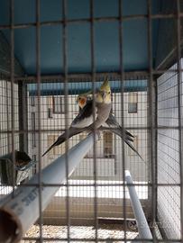 Pappagalli calopsiti