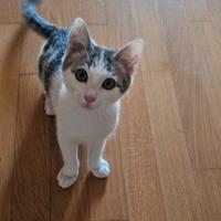 Gattino incrocio Bengala x Europeo