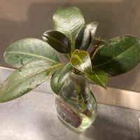 Ficus elastica pianta