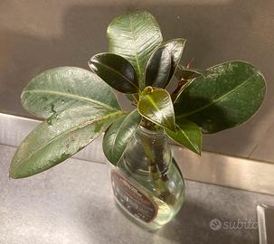 Ficus elastica pianta