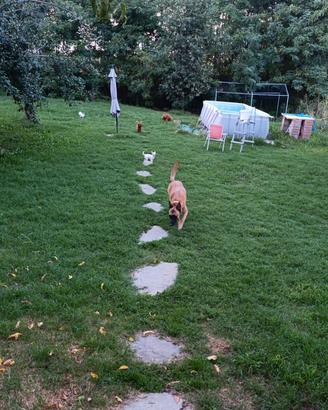 Albergo per cani 