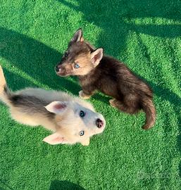 Siberian Husky con pedigree Enci