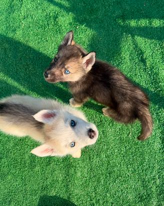 Siberian Husky con pedigree Enci