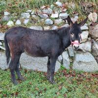 Asino di 2 anni