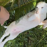 Cucciola di maremmano