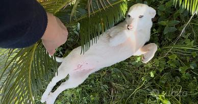 Cucciola di maremmano