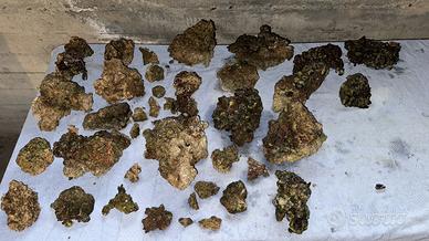Rocce vive (50kg) prezzo per tutto il pachetto