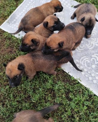 Pastore belga malinois
