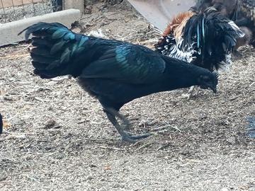 Ayam Cemani