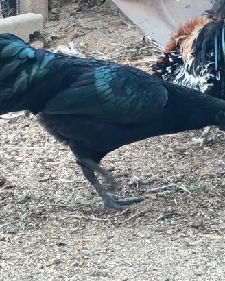 Ayam Cemani