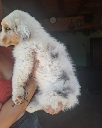 Cucciola di pastore australiano