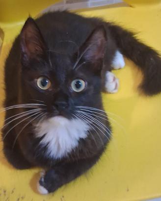 Gattina mix don sphynx baffi lunghi