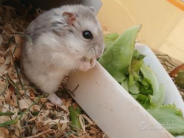criceti russi