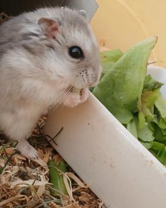 criceti russi