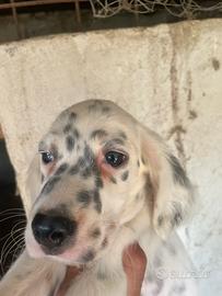 Setter da beccacce