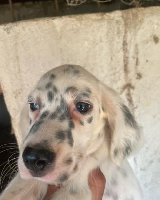 Setter da beccacce