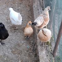 Polli nani con ciuffo