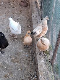 Polli nani con ciuffo