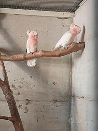 Pappagallo Cacatua Leadbeteri