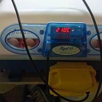 incubatrice real 49