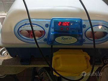incubatrice real 49