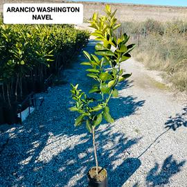 arancio Washington navel su arancio amaro 