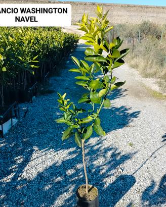 arancio Washington navel su arancio amaro 