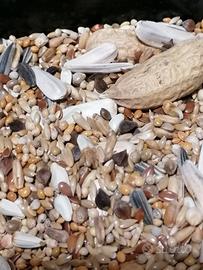 misto semi per parrocchetti 