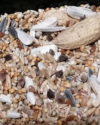 misto semi per parrocchetti 