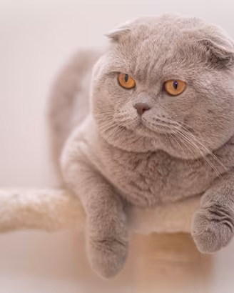 Gatto Scottish Fold per accoppiamento