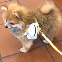 Maschietto spitz Tedesco nano molto piccolo