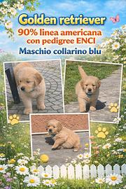 Golden retriever 90% americani pedigree ENCI
