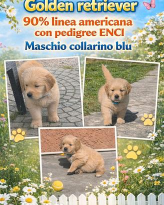 Golden retriever 90% americani pedigree ENCI