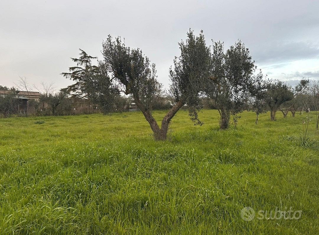 Terreno Agricolo Uliveto Seminativo Selva San Vito - Vista 3
