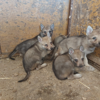 Cuccioli di lupo cecoslovacco