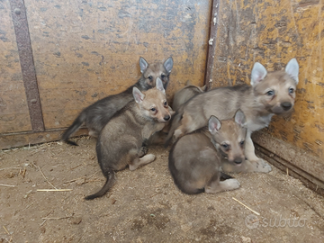 Cuccioli di lupo cecoslovacco