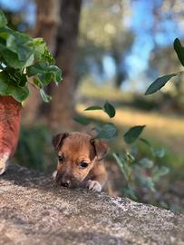 Cane femmina madre jack russel