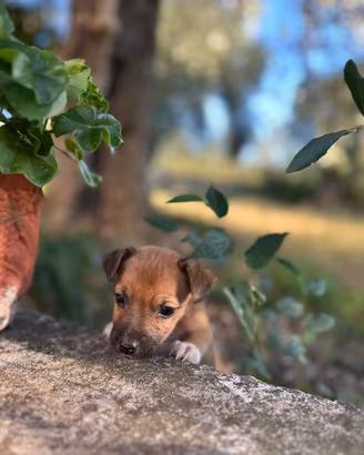 Cane femmina madre jack russel