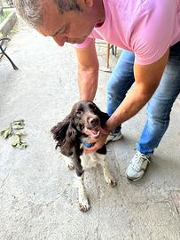 ? English Springer Spaniel - Bianco Fegato