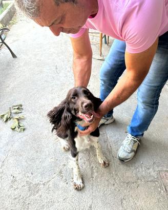 ? English Springer Spaniel - Bianco Fegato