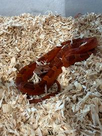 Serpente del grano baby