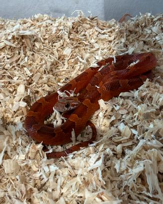 Serpente del grano baby