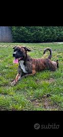 Meticcio/pitbull di un anno e 4 mesi microcippato