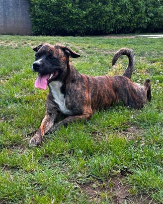 Meticcio/pitbull di un anno e 4 mesi microcippato